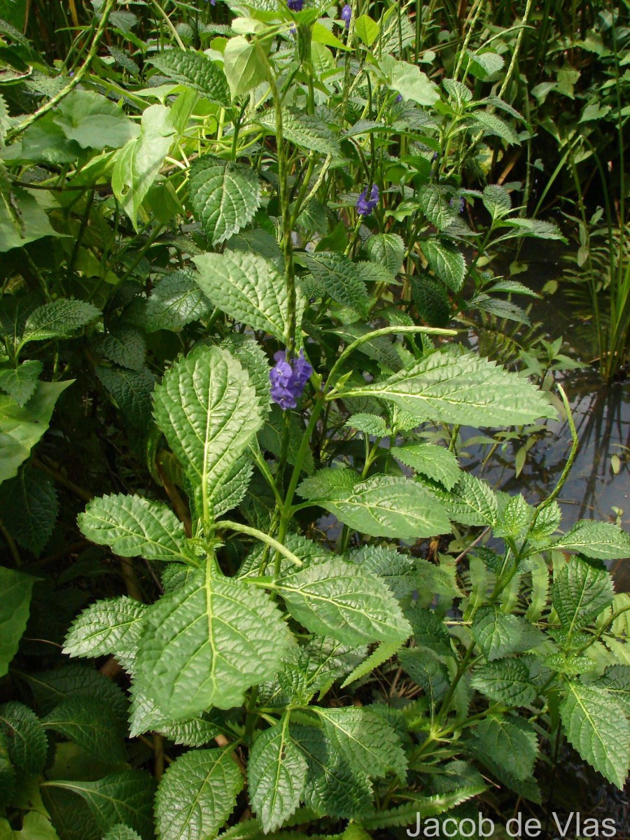 Stachytarpheta urticifolia Sims